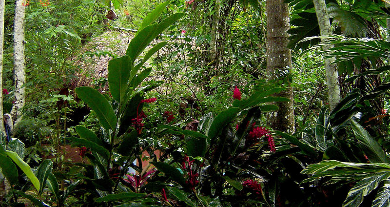 a traditonal wood cabin nestled in a tropical glade and hidden by lush rainforest plants